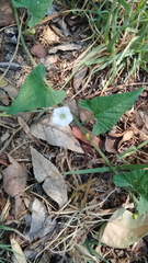 Convolvulus crenatifolius