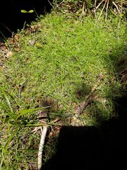 Isolepis subtilissima