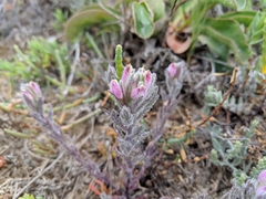 Chloropyron maritimum maritimum