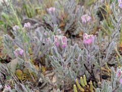 Chloropyron maritimum maritimum