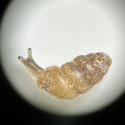Gastrocopta servilis observed 2024-05-28