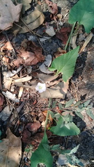 Convolvulus crenatifolius