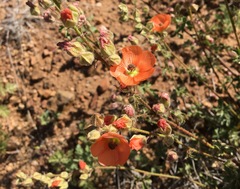 Sphaeralcea rusbyi