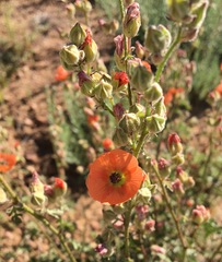 Sphaeralcea rusbyi
