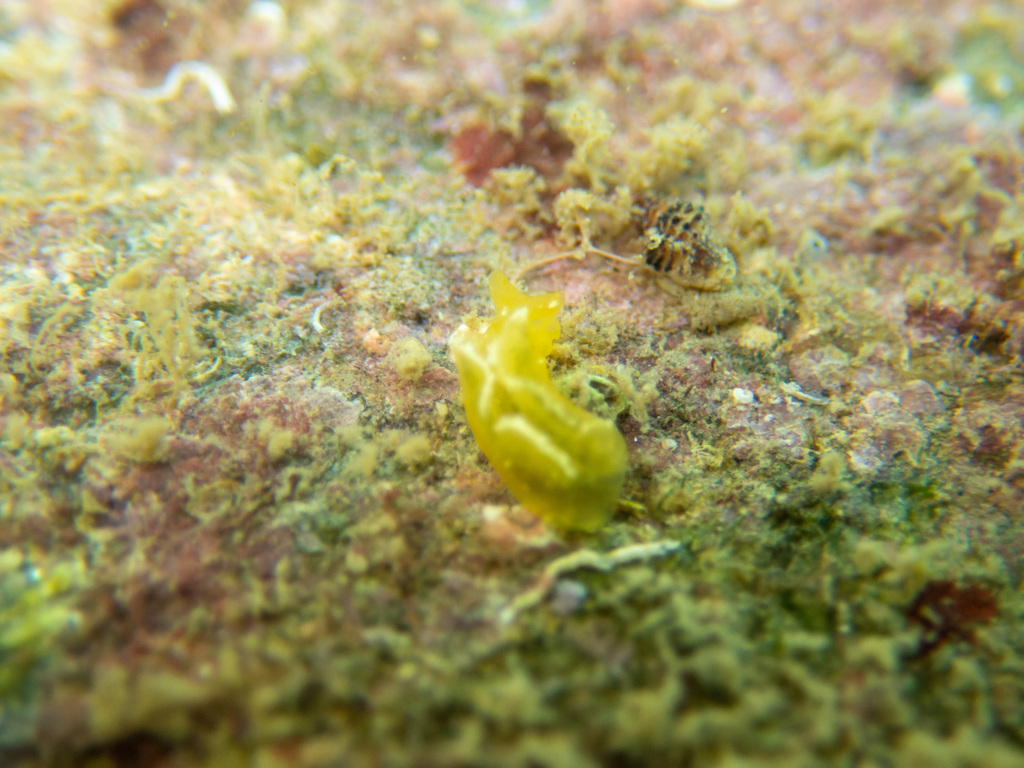 Yellow elysia