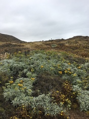 Constancea nevinii
