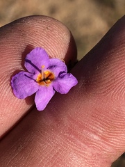 Chaenostoma subnudum