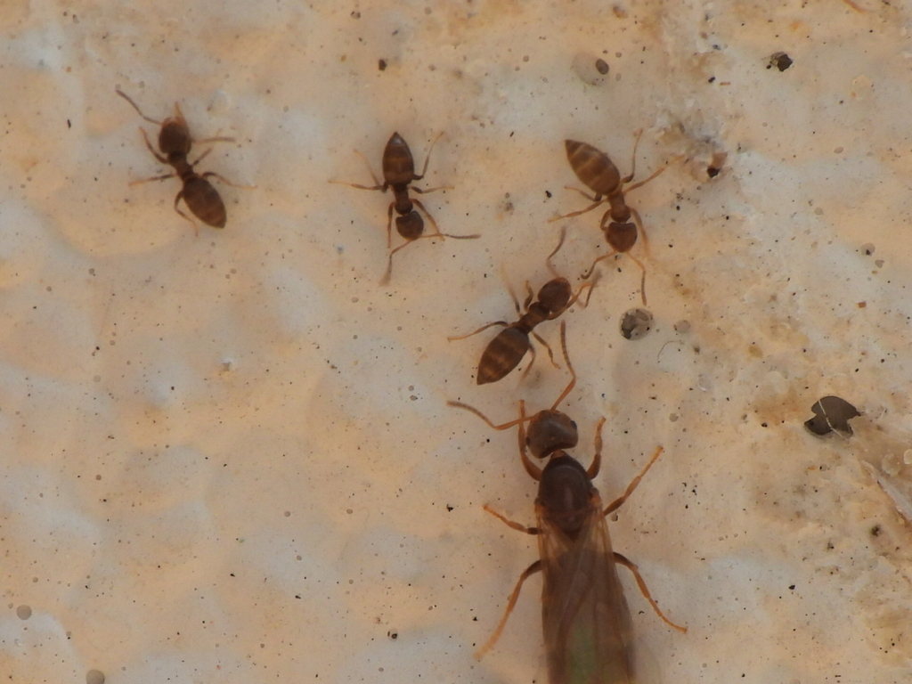 Seaside Rover Ant Seaside Rover Ant from South Padre Island, TX 78597, USA on May 29 ...