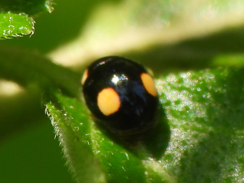 Wickham's Lady Beetle