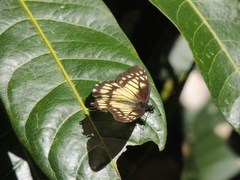 Catasticta nimbice