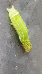 Orthosia cerasi