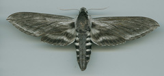 Sphinx perelegans