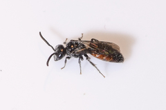 Sphecodes brachycephalus