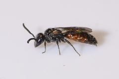 Sphecodes brachycephalus
