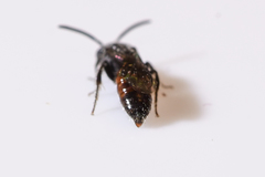 Sphecodes brachycephalus