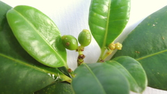 Eumachia chaenotricha