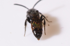 Sphecodes brachycephalus