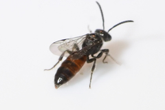 Sphecodes brachycephalus