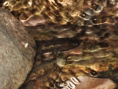 Desmognathus marmoratus