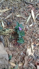 Dicliptera peduncularis