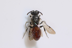 Sphecodes mandibularis