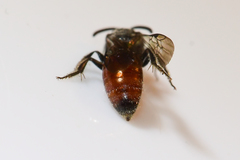 Sphecodes mandibularis