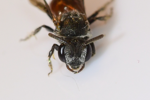 Red-toothed Cuckoo Sweat Bee