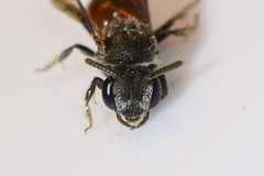 Sphecodes mandibularis