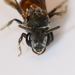 Sphecodes mandibularis - Photo (c) Royal Tyler, some rights reserved (CC BY-NC-SA), uploaded by Royal Tyler