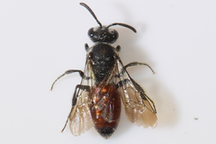 Sphecodes mandibularis