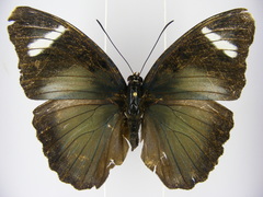 Euphaedra procera