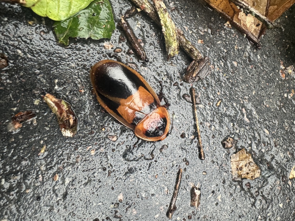 Hormetica apolinari