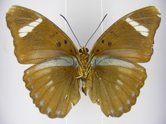 Euphaedra procera