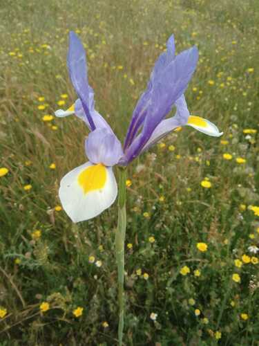 Image of Iris xiphium by (c) Caroli, some rights reserved (CC BY)