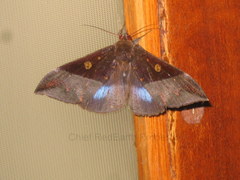 Ischyja