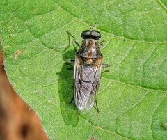 Adoxomyia heminopla