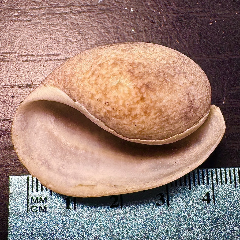 Ampulle bubble