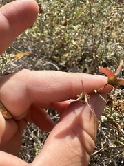 Cottsia gracilis, photograph Melanie J. Davis, CC BY, iNaturalist via GBIF