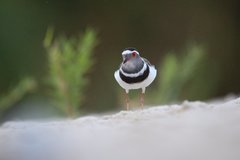 Charadrius tricollaris bifrontatus