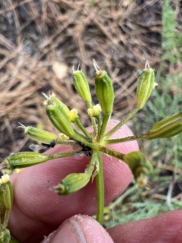 Image of Thompson's Desert Parsley by no rights reserved
