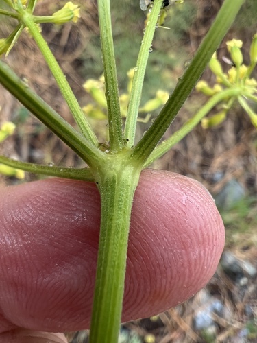 Image of Thompson's Desert Parsley by no rights reserved