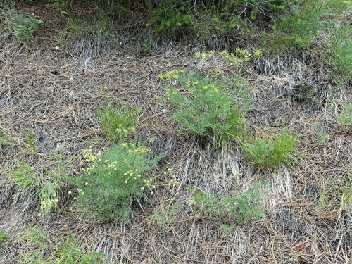 Image of Lomatium thompsonii by no rights reserved