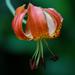 Lilium pardalinum vollmeri - Photo (c) Scott Wilson, algunos derechos reservados (CC BY-ND)
