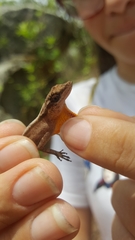 Anolis gaigei
