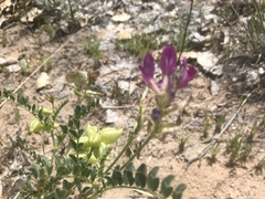 Astragalus lentiginosus diphysus