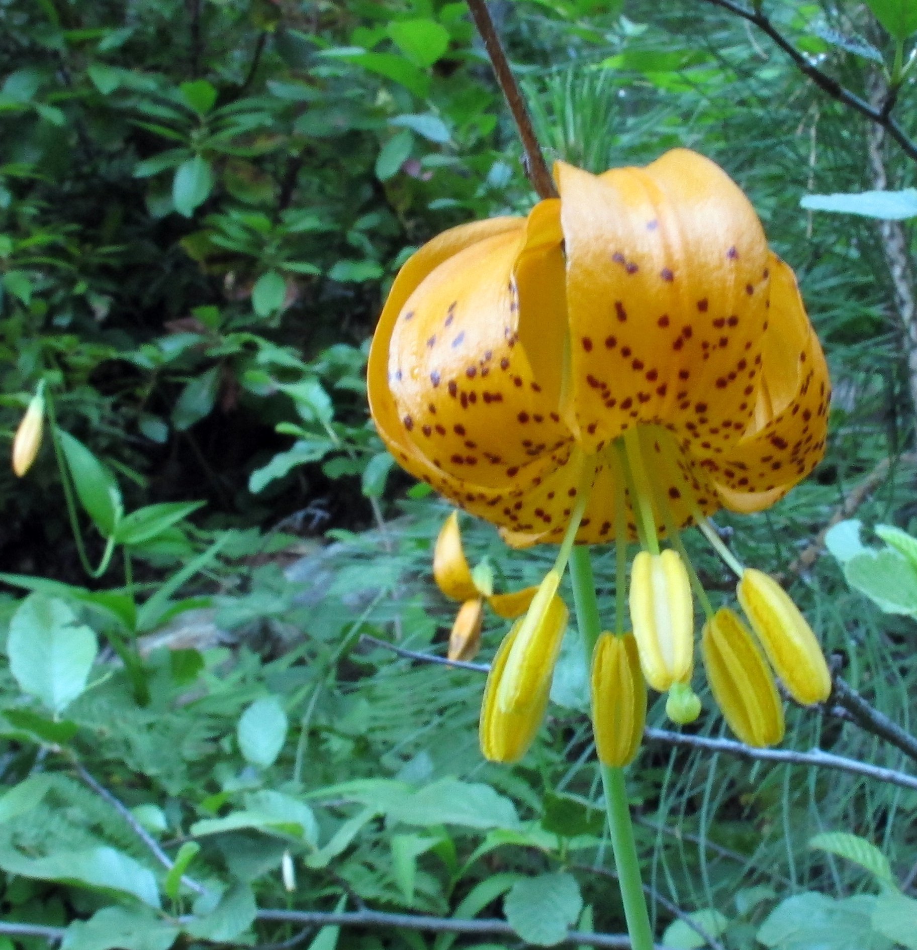 Lilium pardalinum ssp. wigginsii