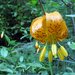 Lilium pardalinum wigginsii - Photo (c) Dan and Raymond, μερικά δικαιώματα διατηρούνται (CC BY-NC-SA)