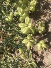 Astragalus lentiginosus diphysus