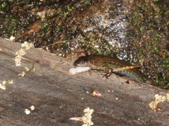 Desmognathus kanawha