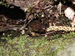 Desmognathus kanawha